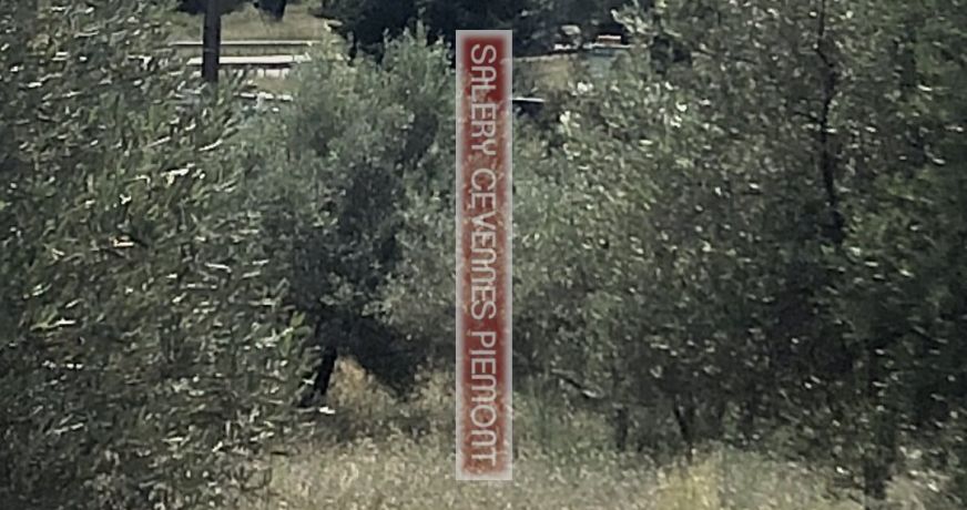 vente Terrain boisé – forêt Combas