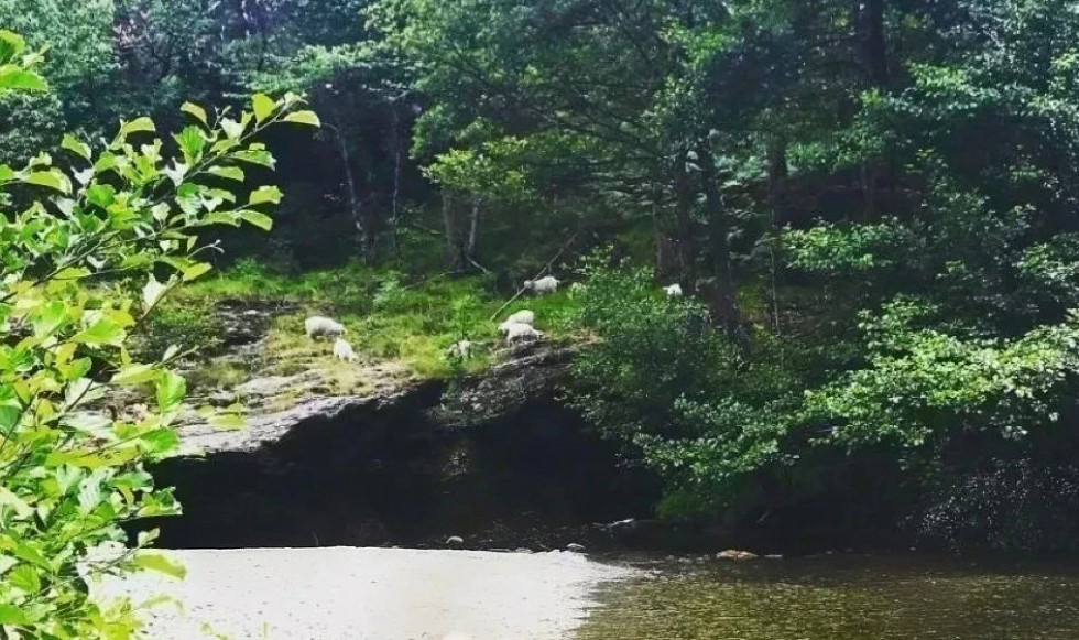 vente Mas Saint Hilaire De Lavit - Photo 3