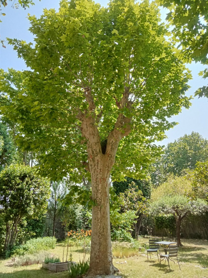 à vendre Maison bourgeoise Saint Hippolyte Du Fort - Photo 7