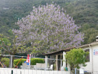 vente Maison Saint Andre De Majencoules