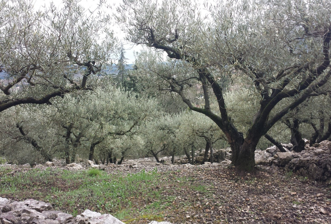 vente Terrain Saint Hippolyte Du Fort - Photo 5