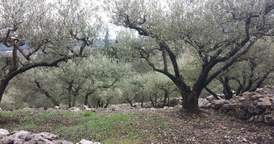 vente Mazet Saint Hippolyte Du Fort