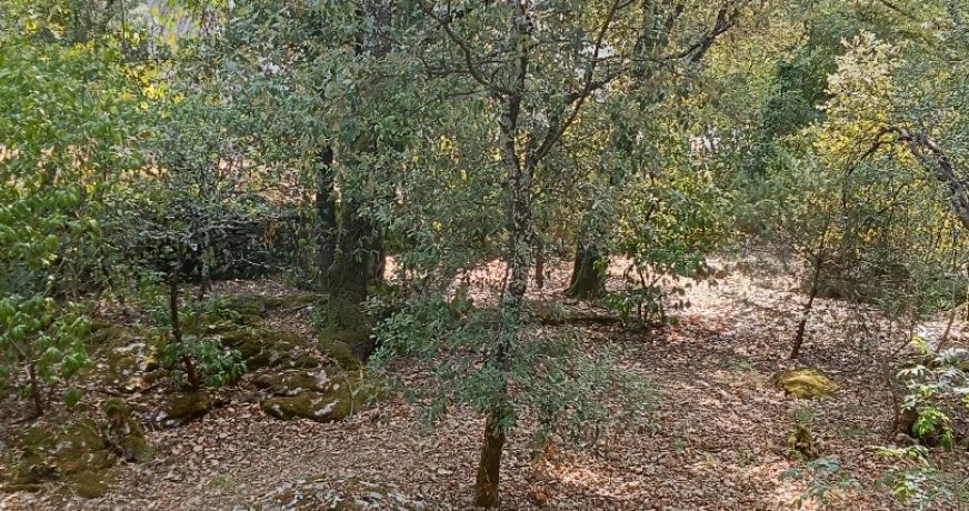 vente Terrain constructible Saint Hippolyte Du Fort