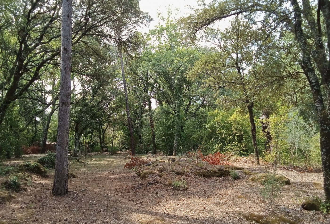 vente Terrain constructible Saint Hippolyte Du Fort - Photo 8