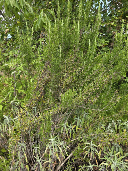 vente Terrain Argenton Sur Creuse - Photo 2