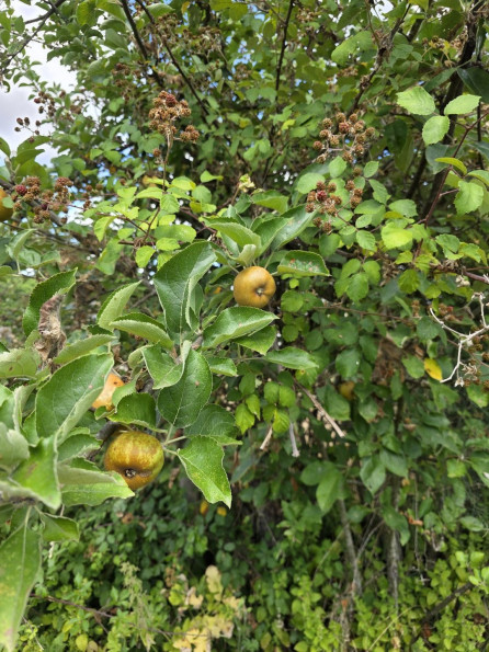 vente Terrain Argenton Sur Creuse - Photo 5