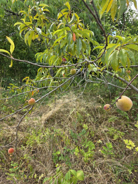 vente Terrain Argenton Sur Creuse - Photo 4