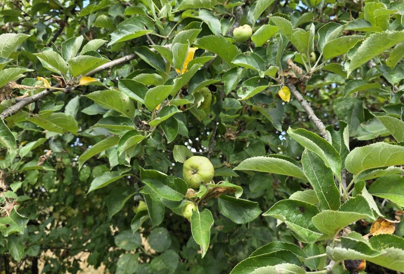 vente Terrain Argenton Sur Creuse - Photo 2