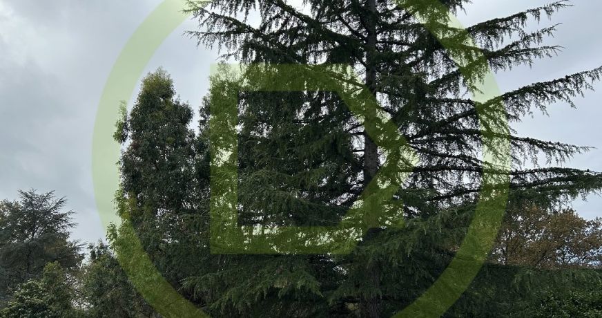 vente Terrain Cestas