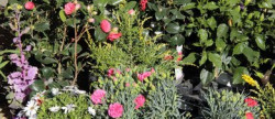 vente Fleuriste Paris 17eme Arrondissement