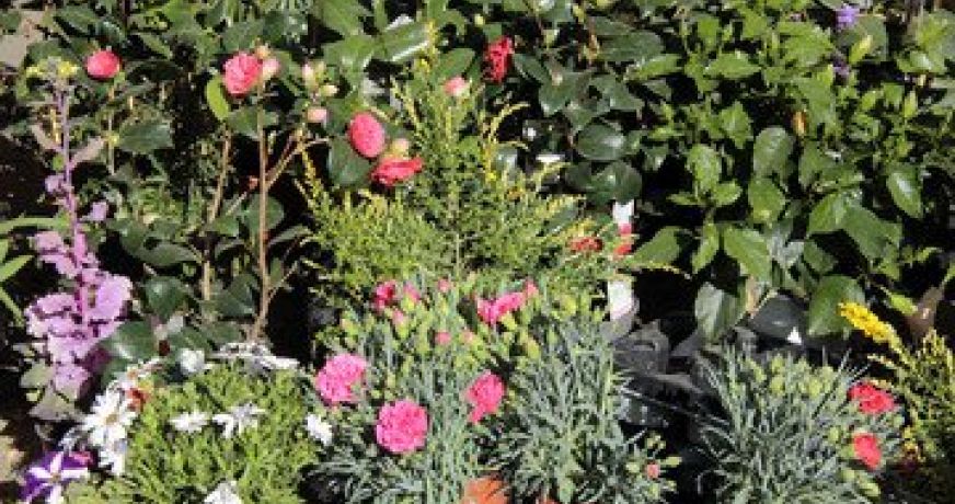 vente Fleuriste Paris 17eme Arrondissement