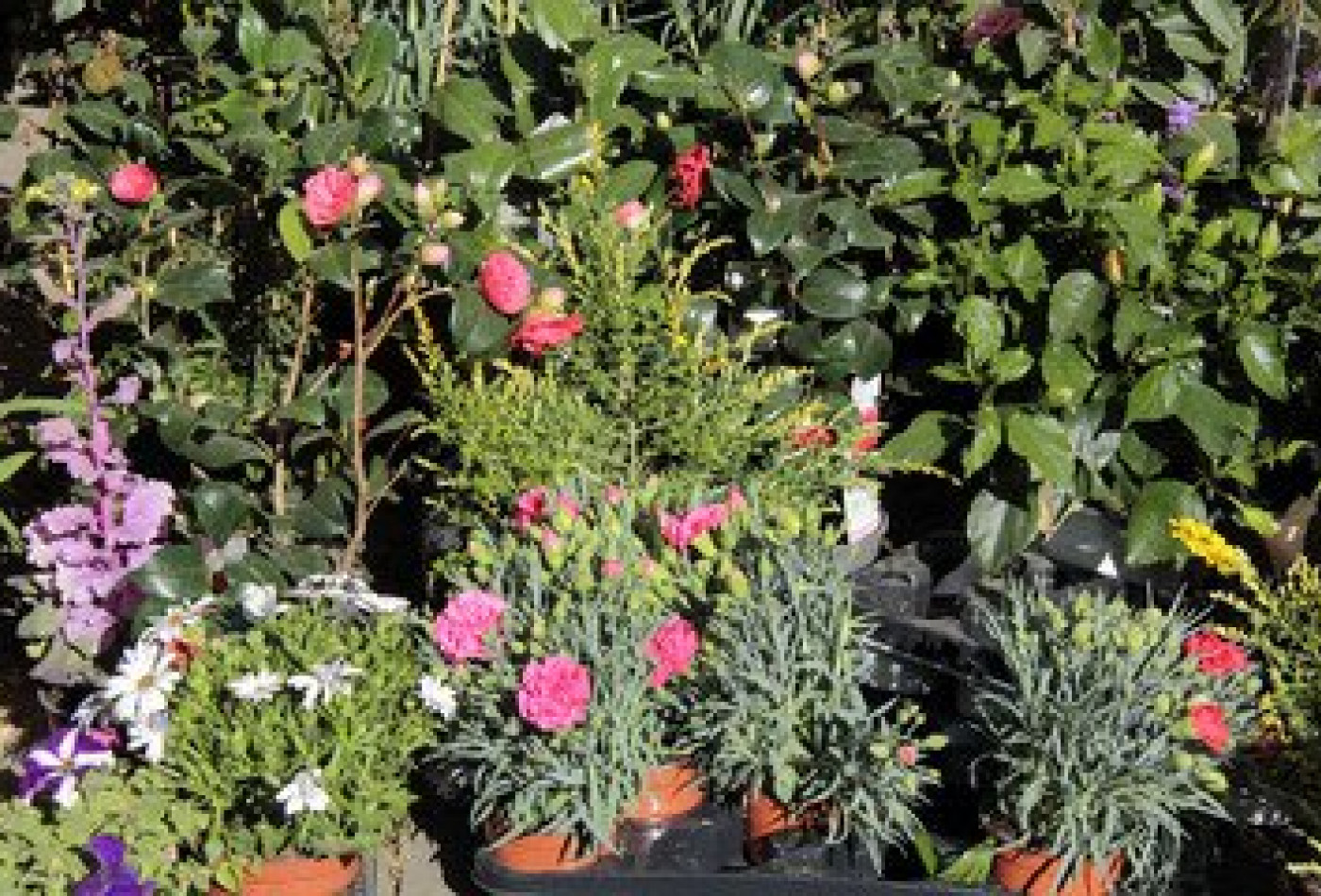 vente Fleuriste Paris 17eme Arrondissement - Photo 8