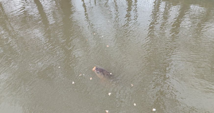 vente Terrain Montipouret