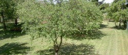 vente Terrain Esmans