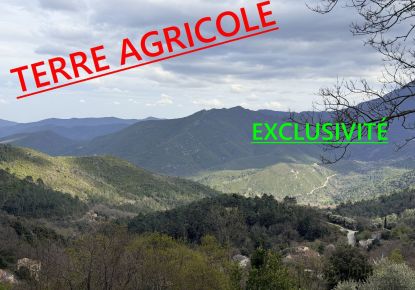 vente Terrain agricole Venaco