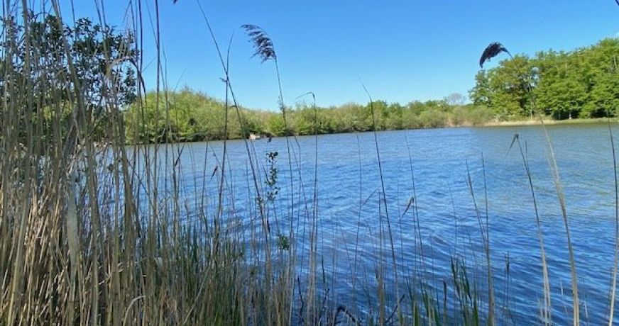 vente Terrain boisé – forêt Saint Hilaire Les Andresis
