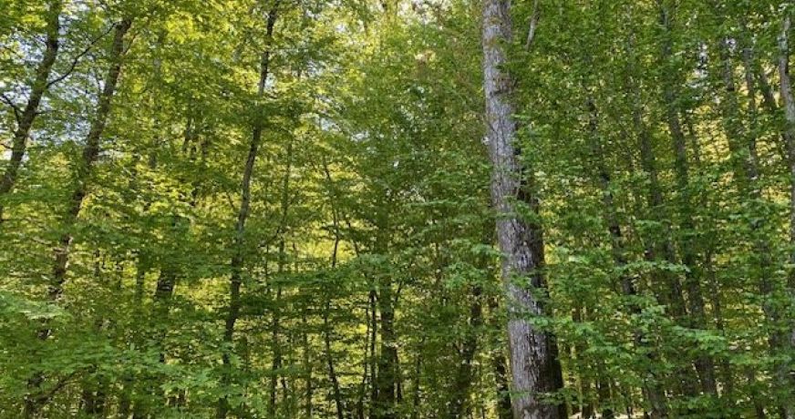 vente Terrain boisé – forêt Saint Hilaire Les Andresis