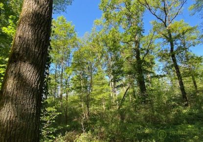 vente Terrain boisé – forêt Saint Hilaire Les Andresis