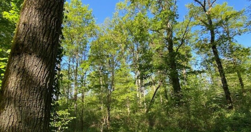 vente Terrain boisé – forêt Saint Hilaire Les Andresis
