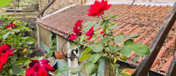 vente Maison Le Blanc