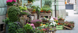 vente Fleuriste Paris 17eme Arrondissement