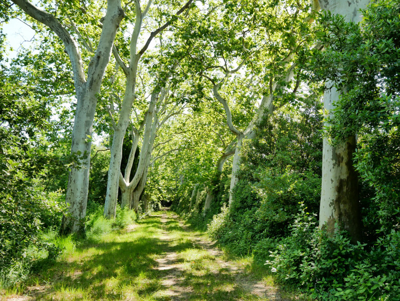 vente Mas Lunel - Photo 6