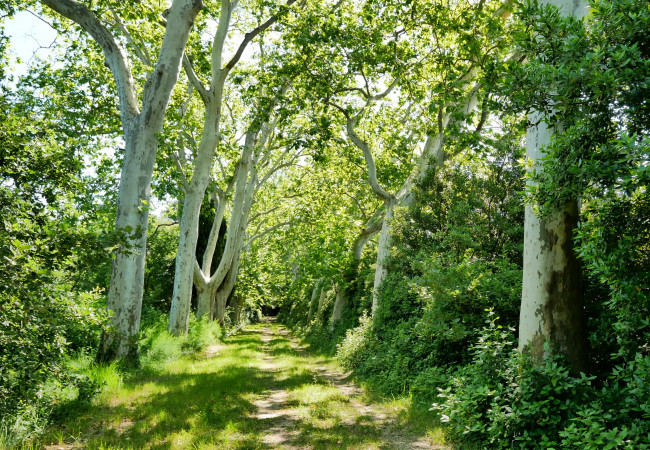 vente Mas Lunel - Photo 6