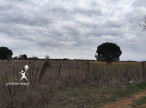 vente Terrain agricole Aimargues