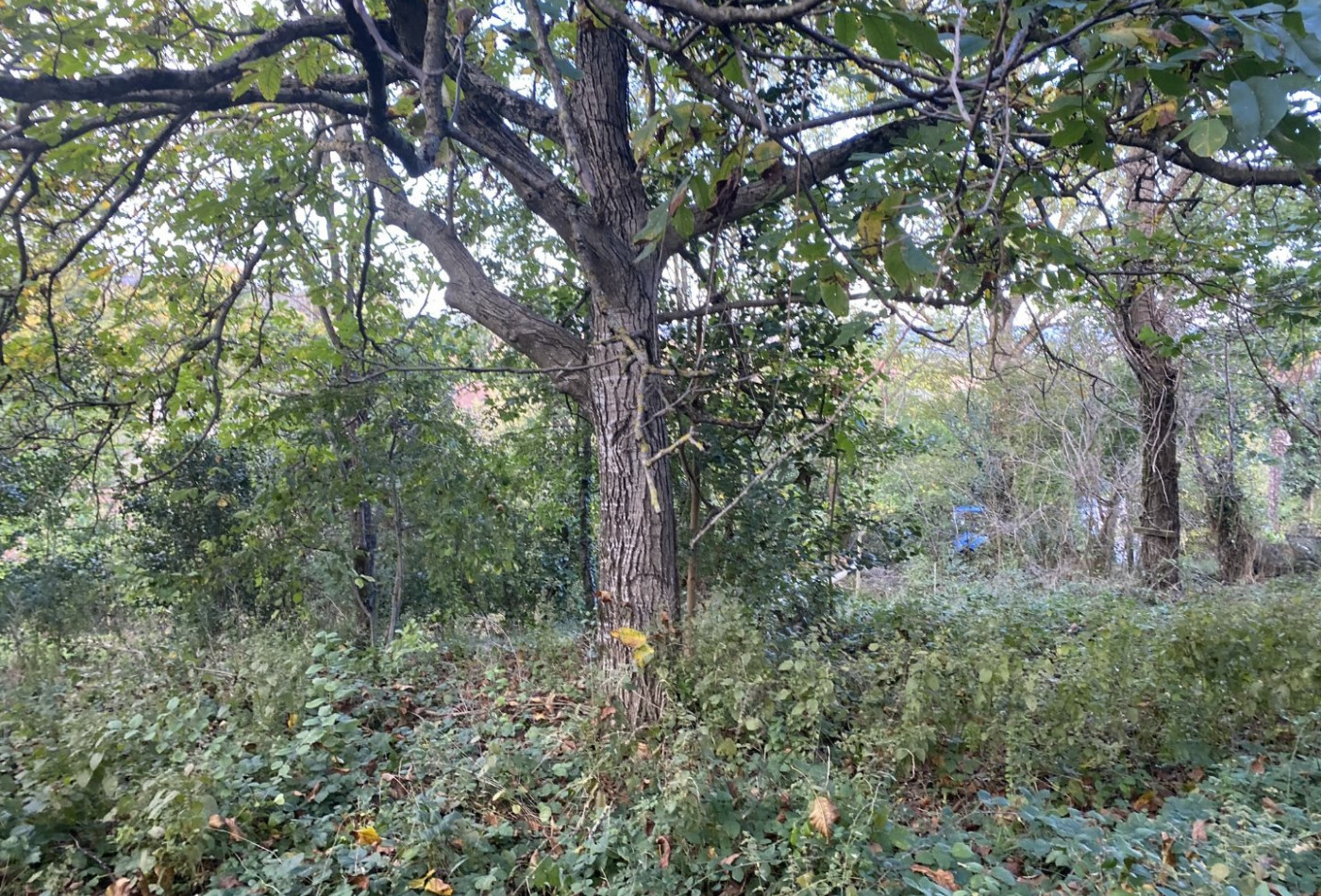 vente Terrain Pechabou - Photo 1