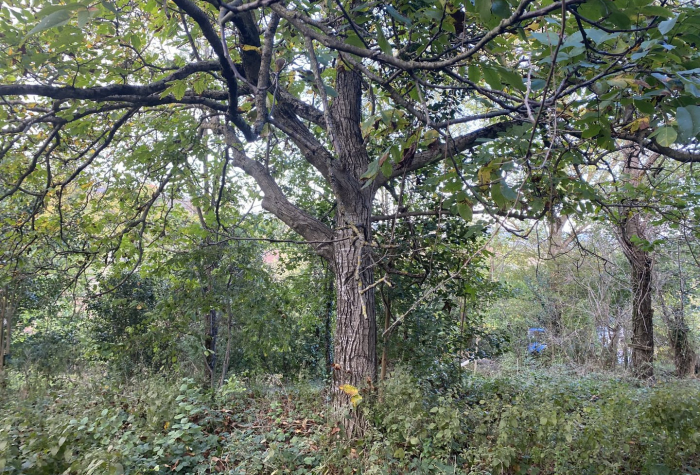 vente Terrain Pechabou - Photo 3