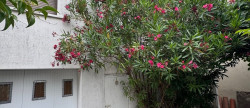 vente Maison individuelle Toulouse