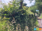 vente Terrain Montesquieu Guittaut