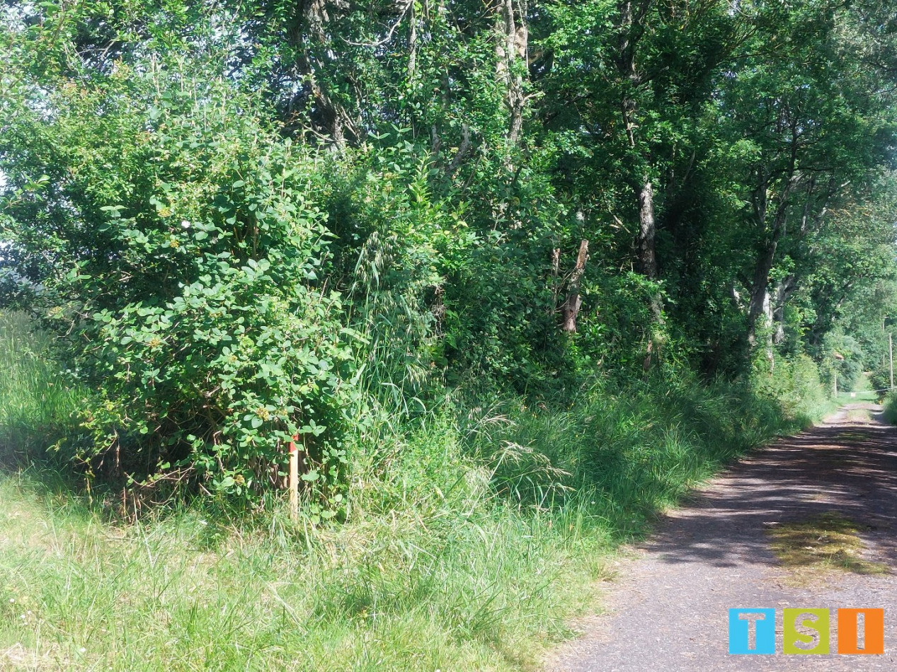 vente Terrain Montesquieu Guittaut - Photo 5