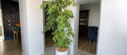 vente Maison Cazeres