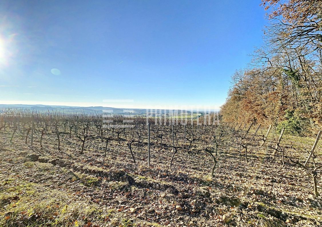 A vendre Terrain viticole Florentin | Réf 31222166 - Primotera