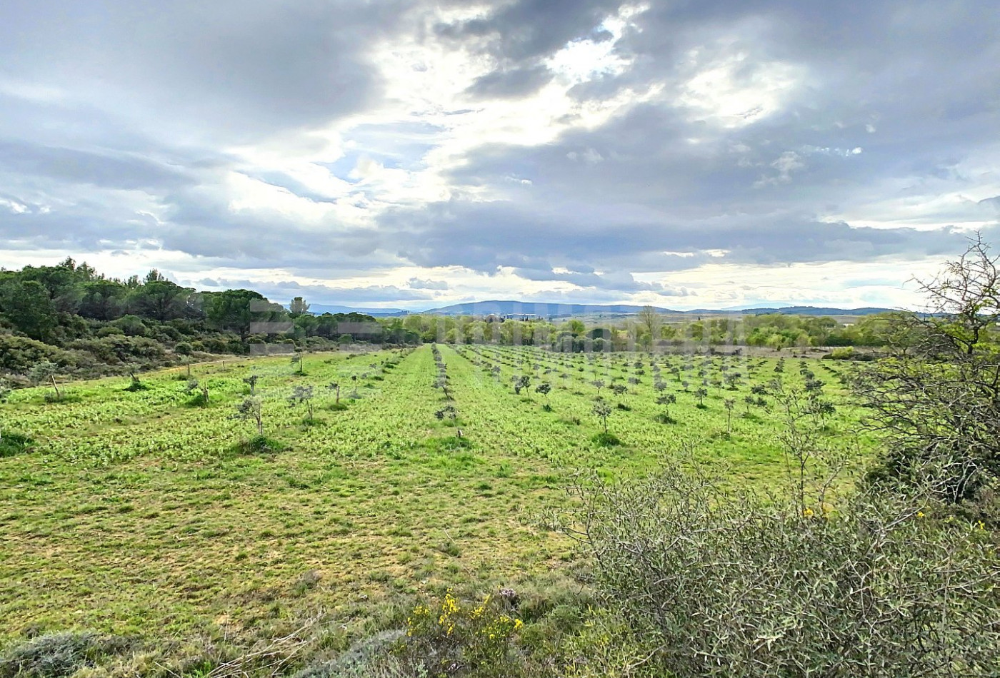 vente Terrain agricole Lezignan Corbieres - Photo 1