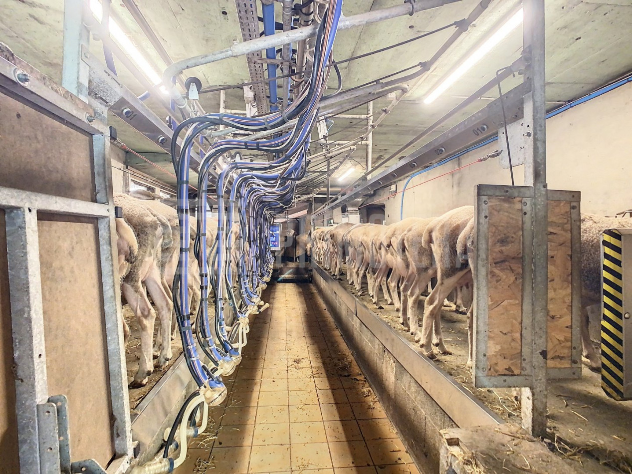 à vendre Ovins / caprins Albi - Photo 4