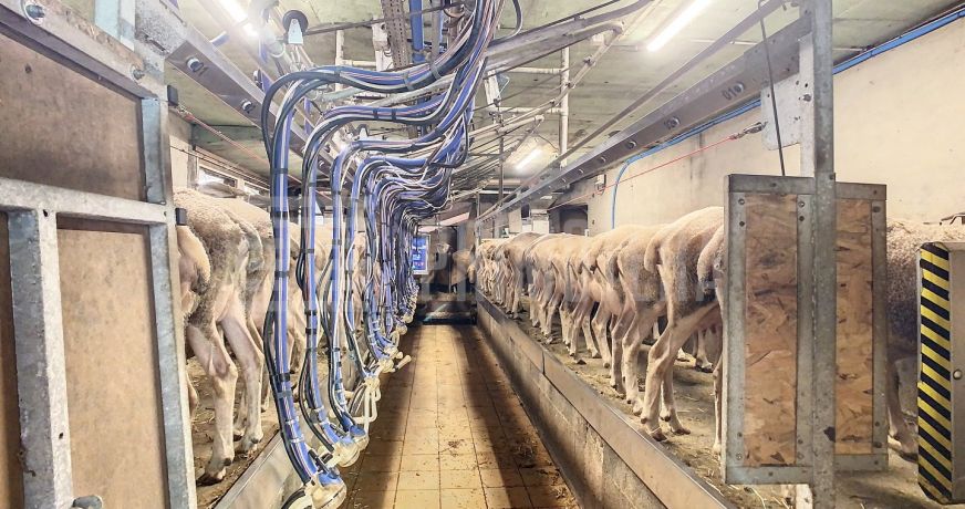 vente Ovins / caprins Albi