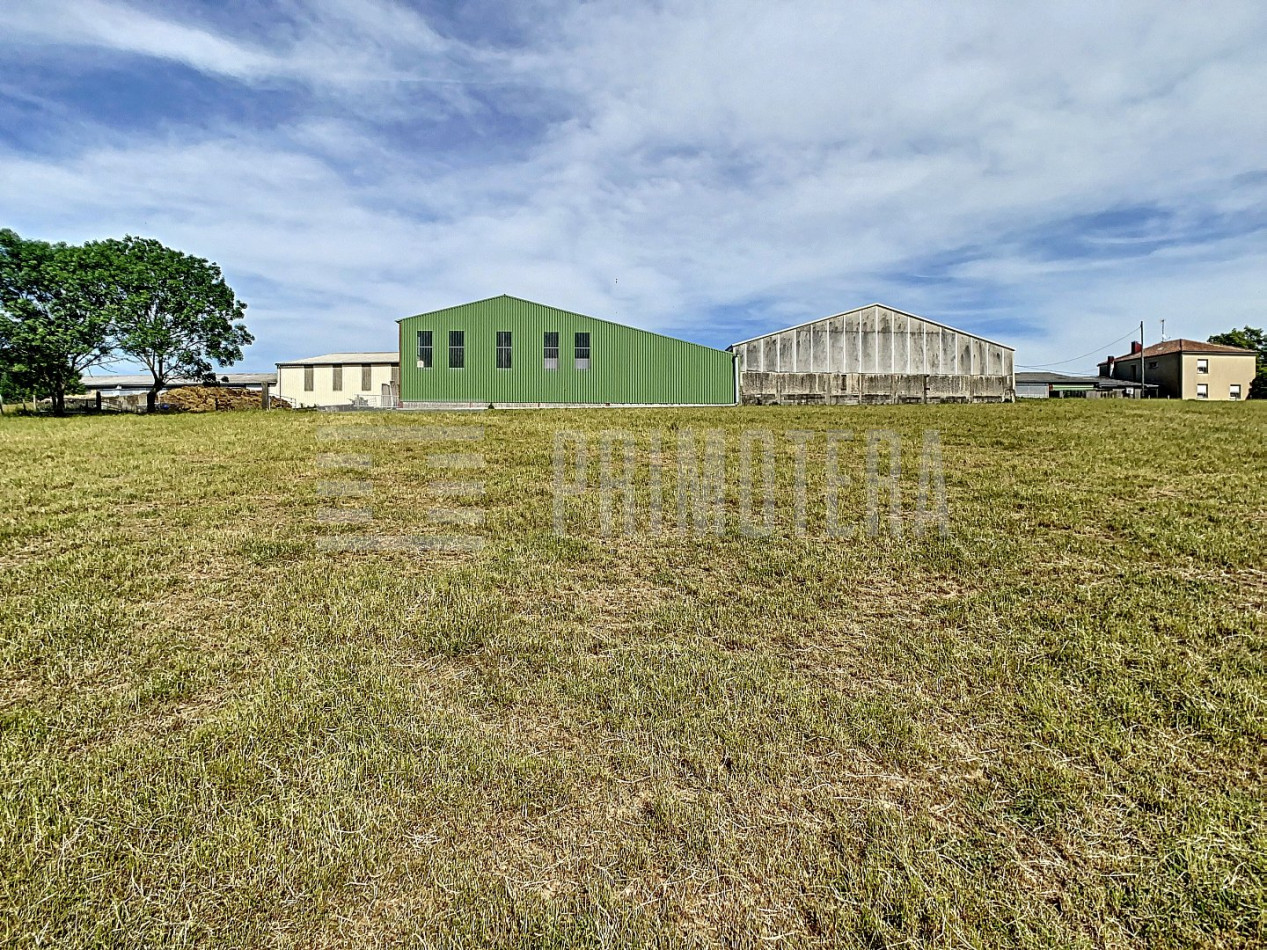 à vendre Ovins / caprins Albi - Photo 13