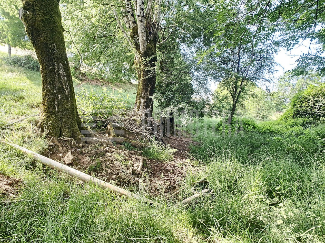 à vendre Ovins / caprins Albi - Photo 15