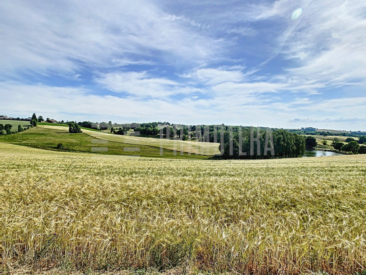 à vendre Ovins / caprins Albi - Photo 2
