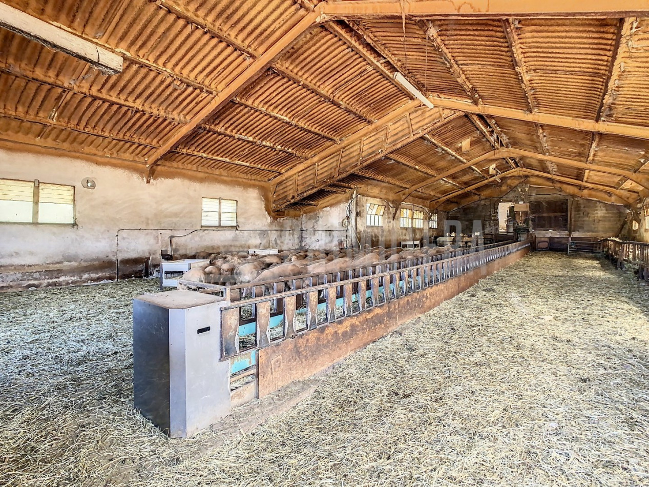 à vendre Ovins / caprins Albi - Photo 5