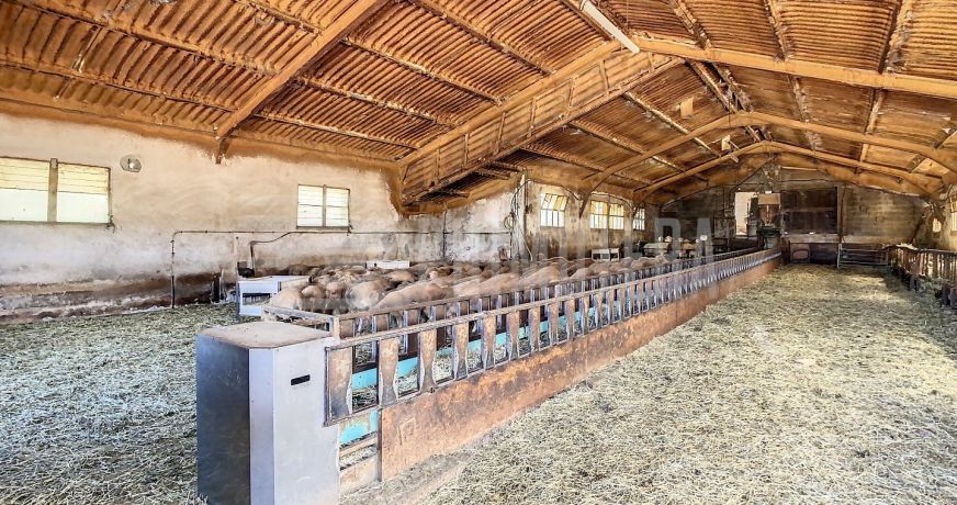 vente Ovins / caprins Albi