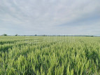 à vendre Terrain agricole Toulouse