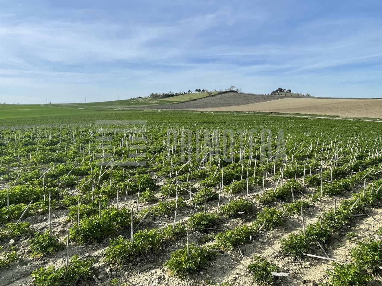 vente Terrain agricole Castelnaudary