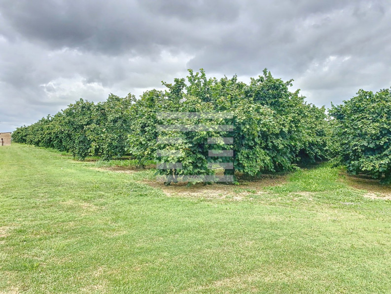 vente Propriété arboricole Castelsarrasin - Photo 1