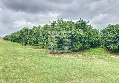 vente Propriété arboricole Castelsarrasin