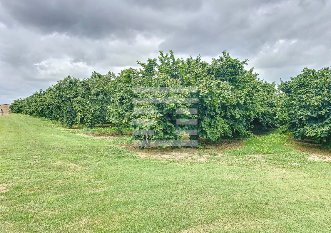 à vendre Propriété arboricole Castelsarrasin