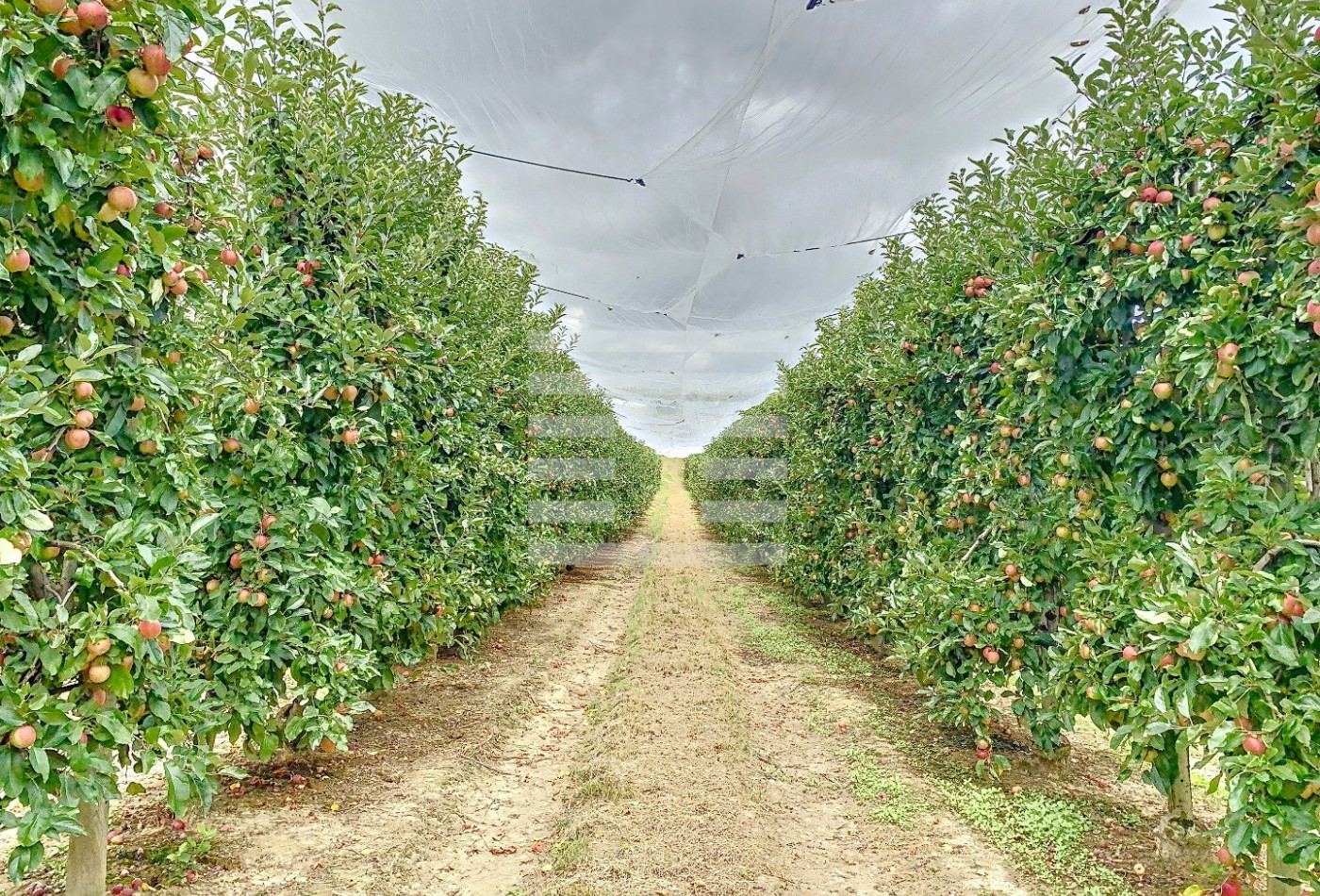 vente Propriété arboricole Castelsarrasin - Photo 6