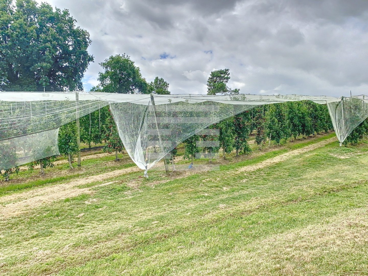 for sale Propriété arboricole Castelsarrasin - Photo 7